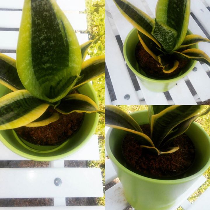 17880579_10156061149048266_7334370907542309399_o