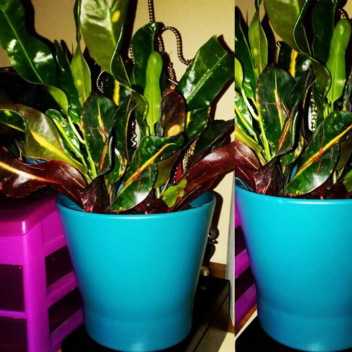 17880725_10156057820268266_1520984081829344760_o