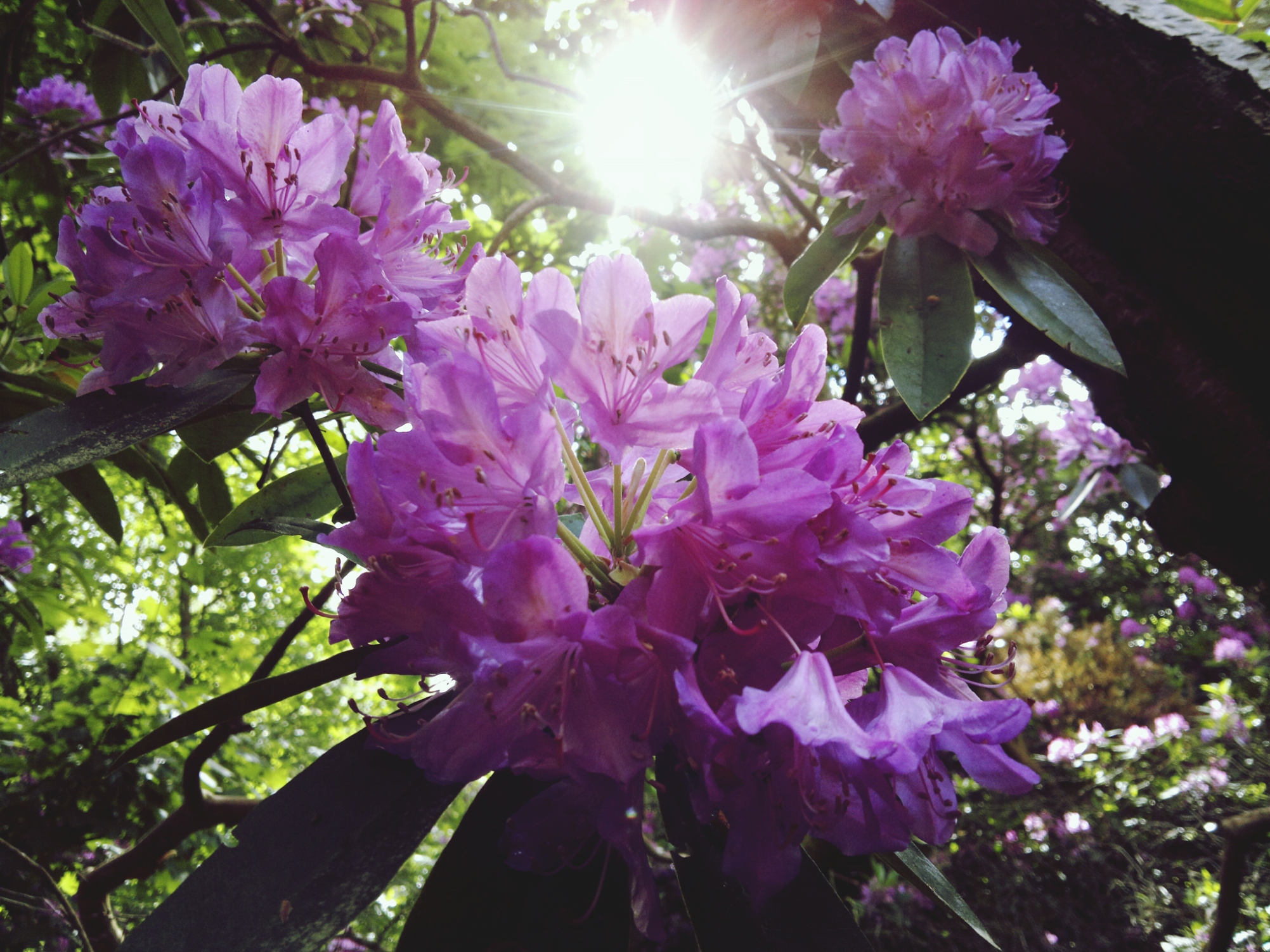 rhododendrons