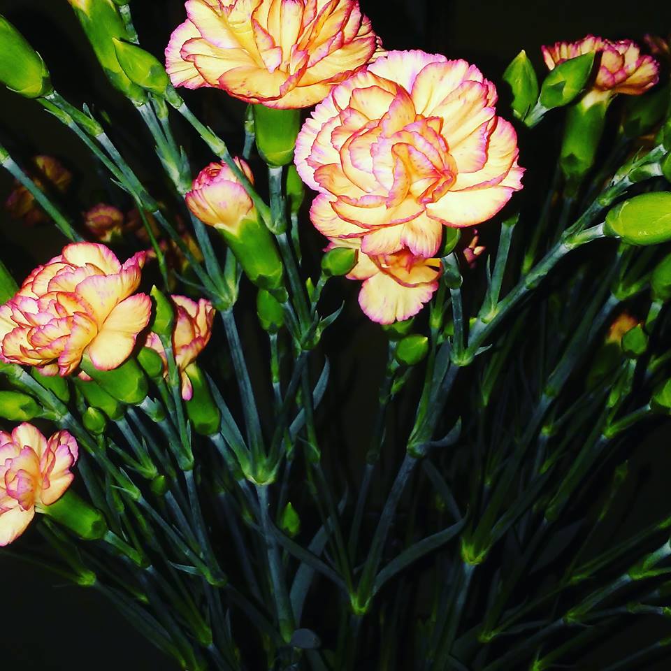 15027468_10155482609888266_4511332985624643823_n