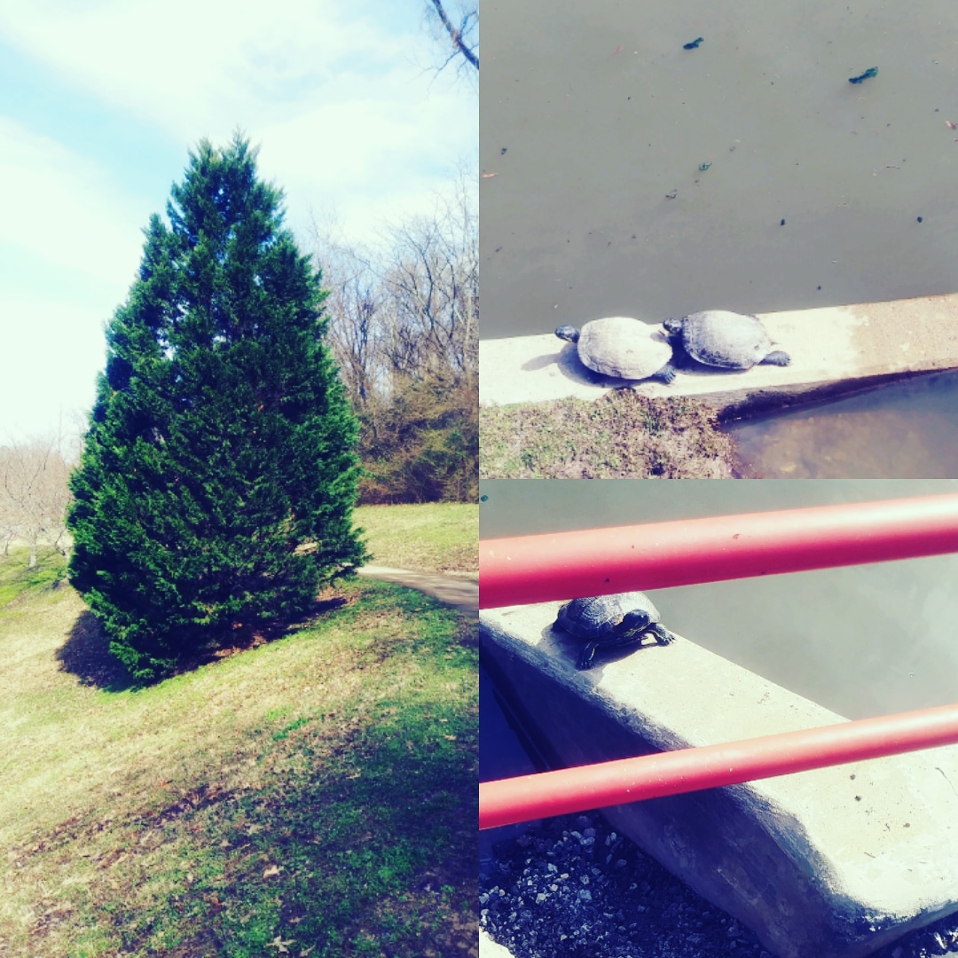 IMG_20190311_153833_782