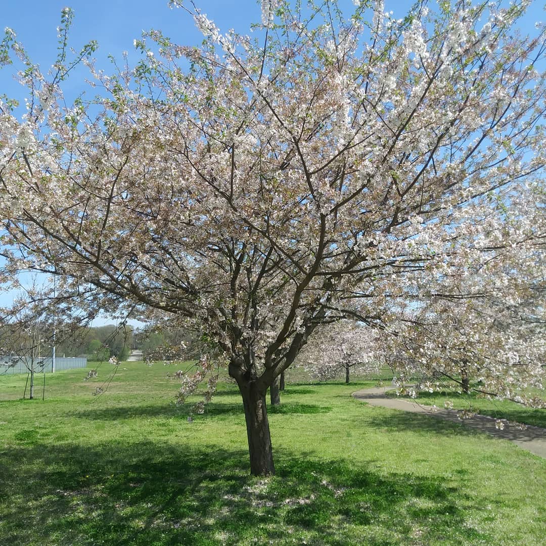 IMG_20200328_083353_567