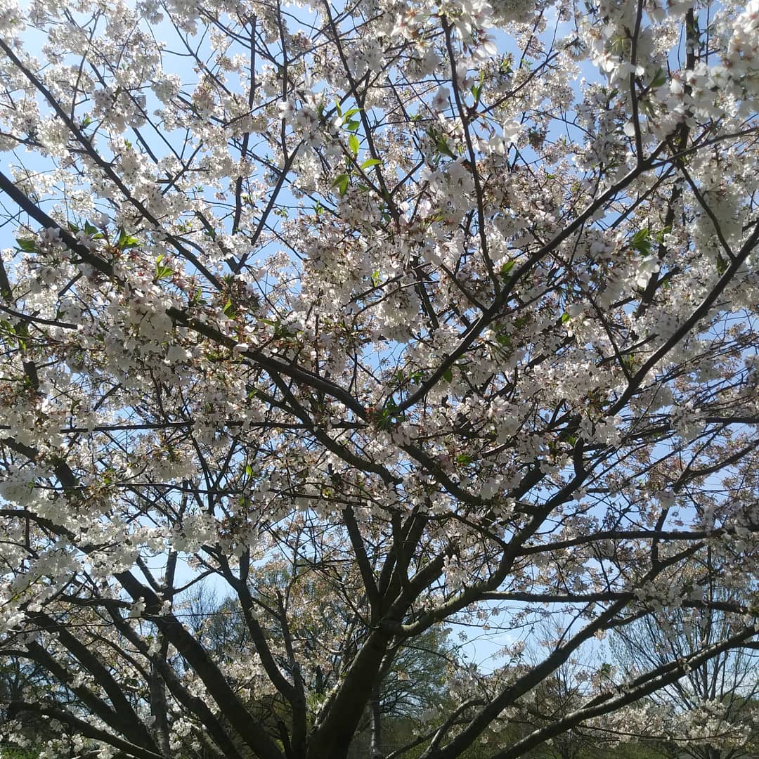 IMG_20200328_083353_638