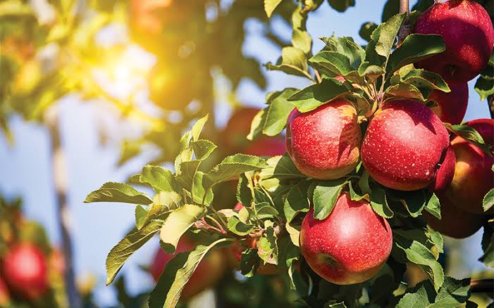 Sunday Morning Coffee Musings: Apple&nbsp;Trees